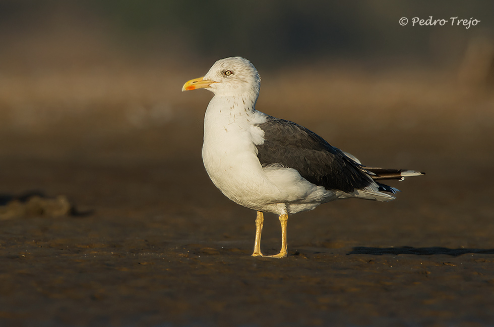 Gaviota sombria (Larus fuscus)